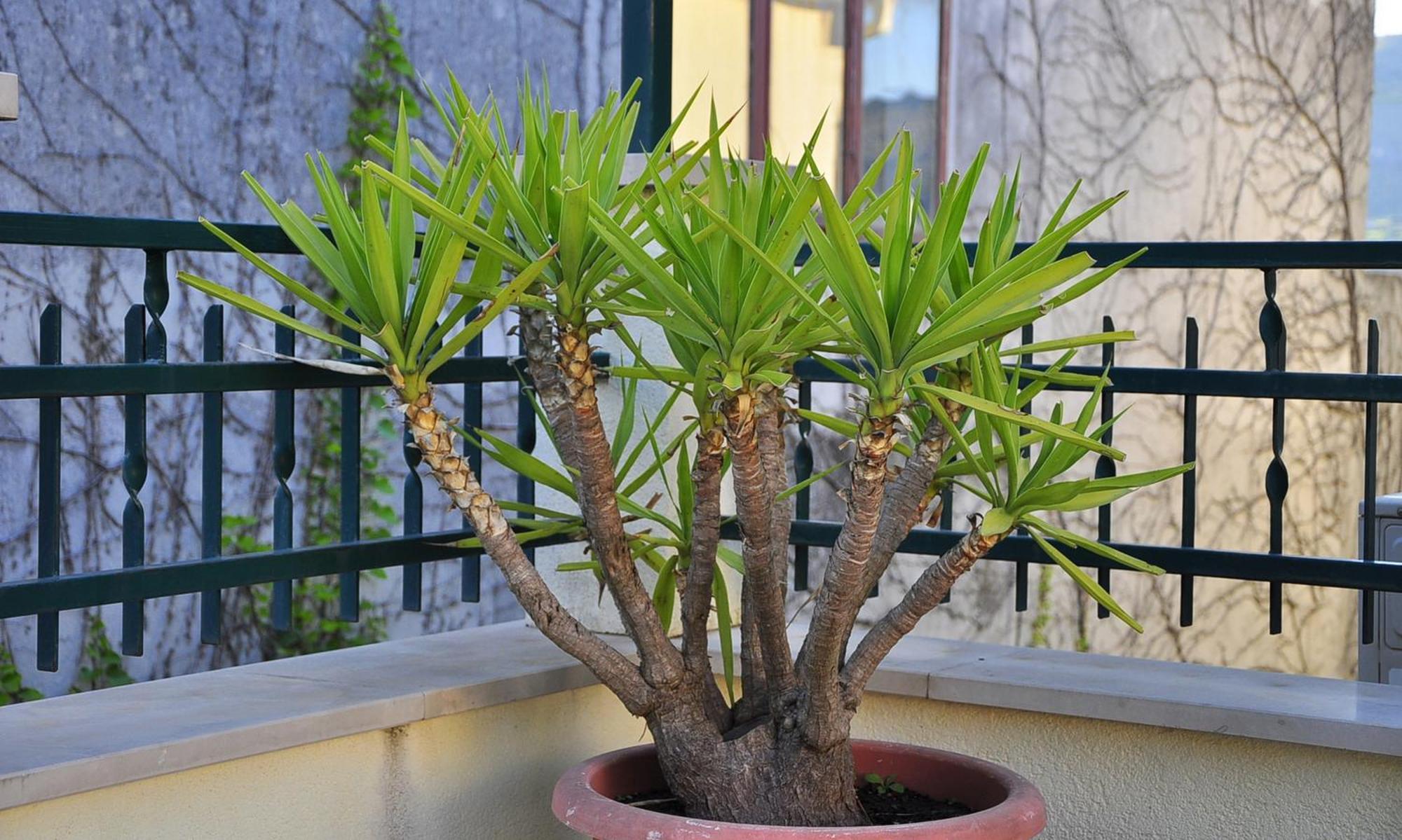 Villa Bakica Trogir Exterior foto